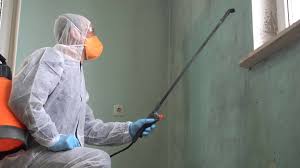 Best Mold Damage Restoration in USA